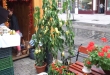DSCF2538